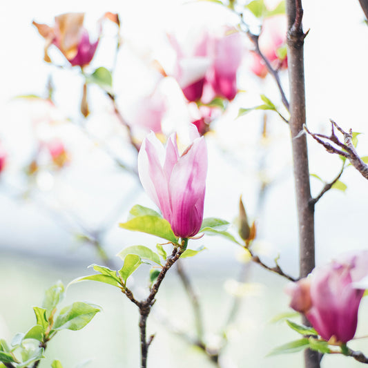 It’s a Whole Month of New